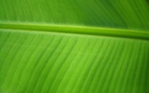 banana leaf catering services Bangalore