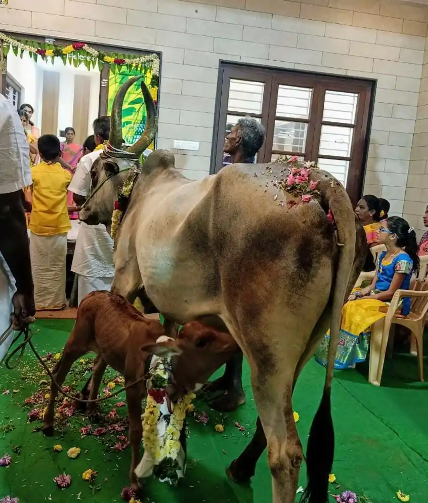 Cow pooja ritual for new home griha pravesh ceremony in Bangalore