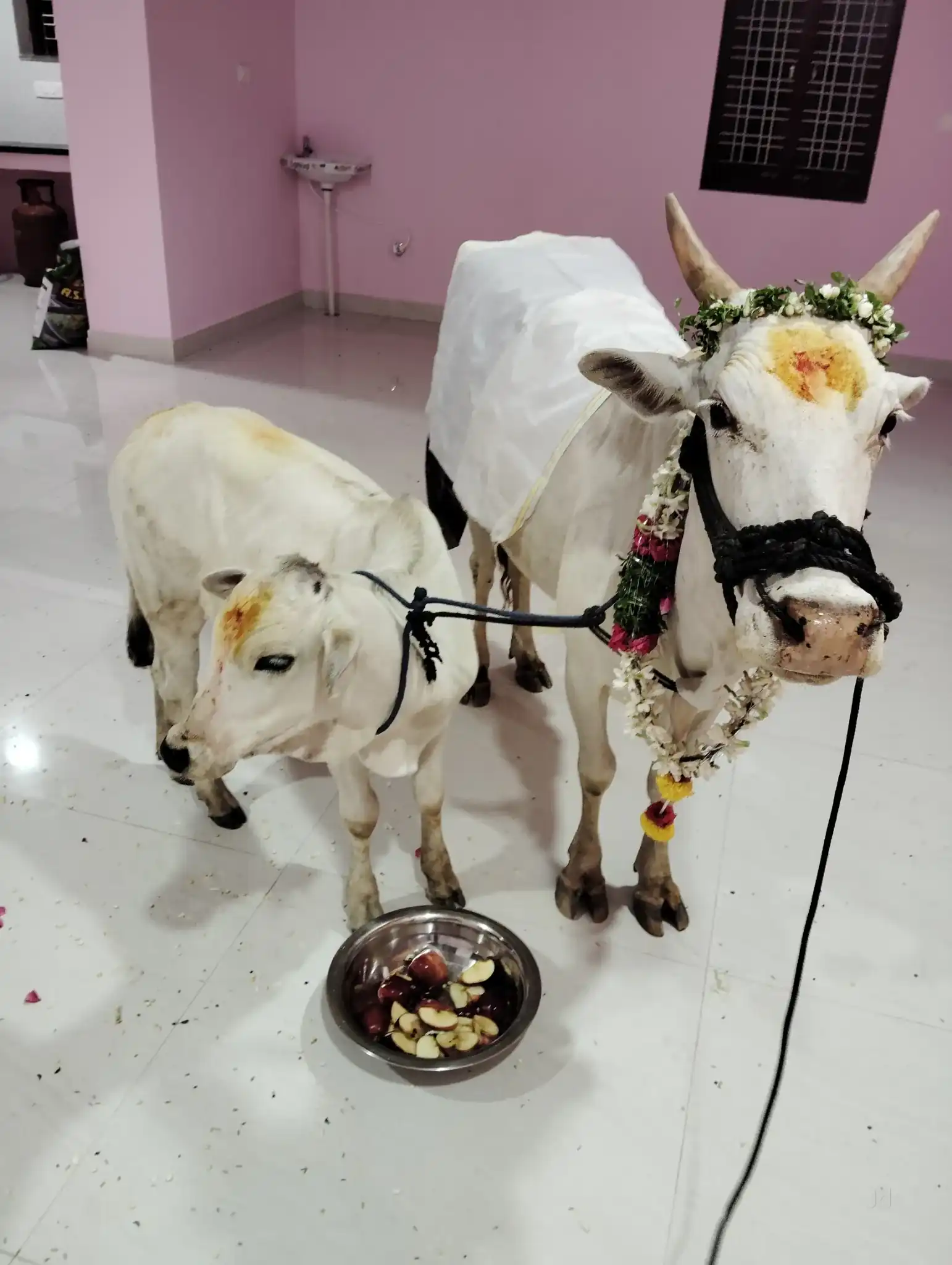 Cow pooja ritual conducted during gruhapravesham ceremony in Bangalore