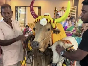 Sacred cow pooja ceremony during a housewarming ceremony in Bangalore