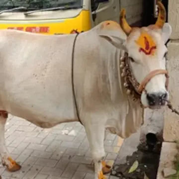 Auspicious cow pooja ritual for housewarming ceremony in Bangalore
