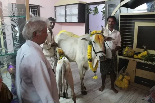 Gomatha pooja ritual conducted during housewarming ceremony in Bangalore
