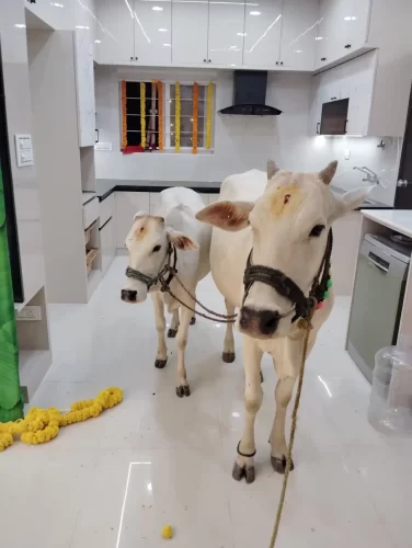 Cow ritual performed during griha pravesh ceremony in Bangalore