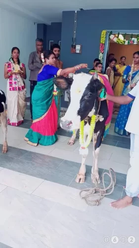 Traditional cow pooja ceremony for house warming in Bangalore