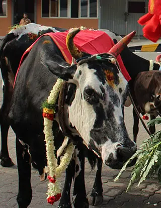 Cow blessings ritual performed during housewarming ceremony in Bangalore