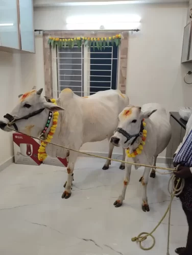 Cow pooja ritual performed at housewarming ceremony in Bangalore