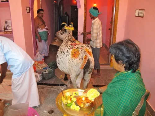 Traditional cow pooja ritual during gruhapravesha ceremony in Bangalore